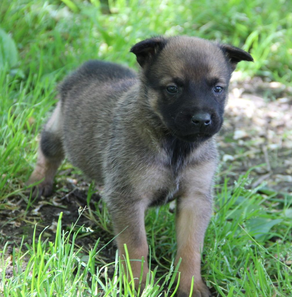 Des Lacs De L'Adour - Chiots disponibles - Berger Belge