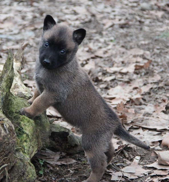 Des Lacs De L'Adour - Chiots disponibles - Berger Belge