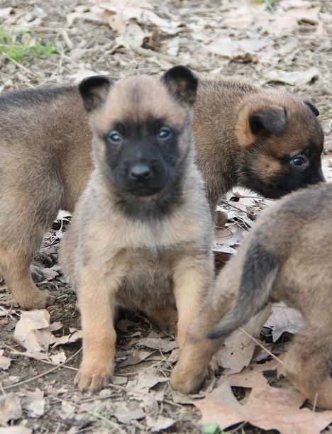 Des Lacs De L'Adour - Chiots disponibles - Berger Belge