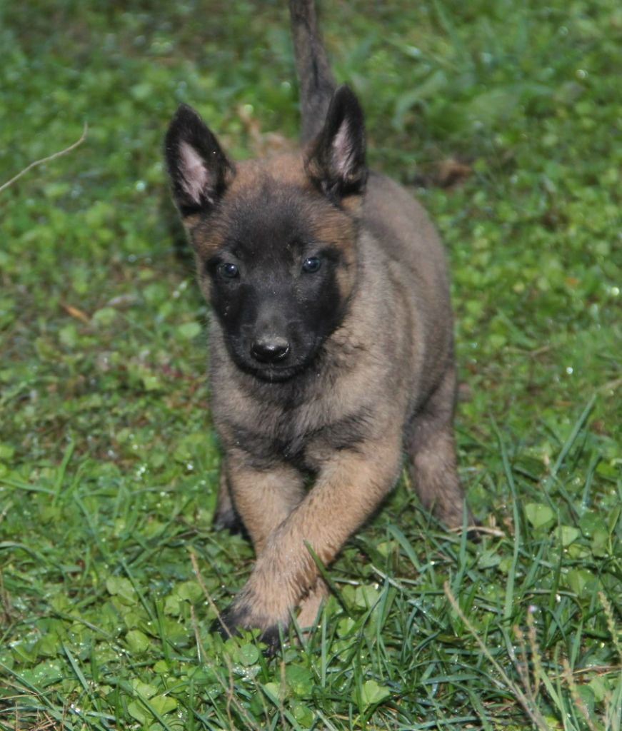 Des Lacs De L'Adour - Chiots disponibles - Berger Belge