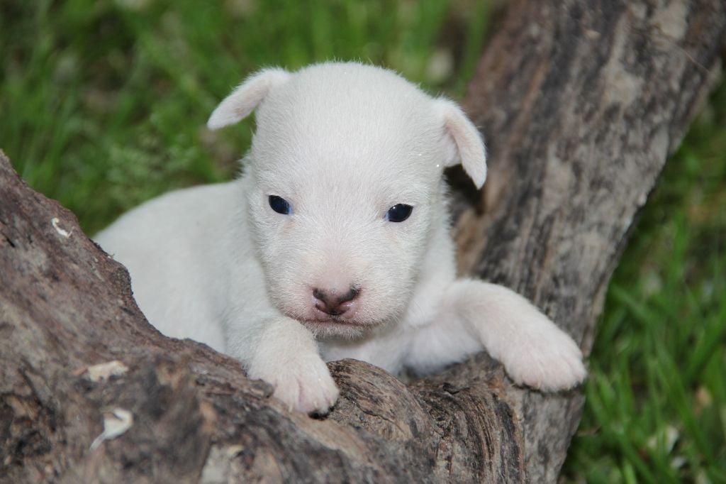 Des Lacs De L'Adour - Chiots disponibles - Parson Russell Terrier