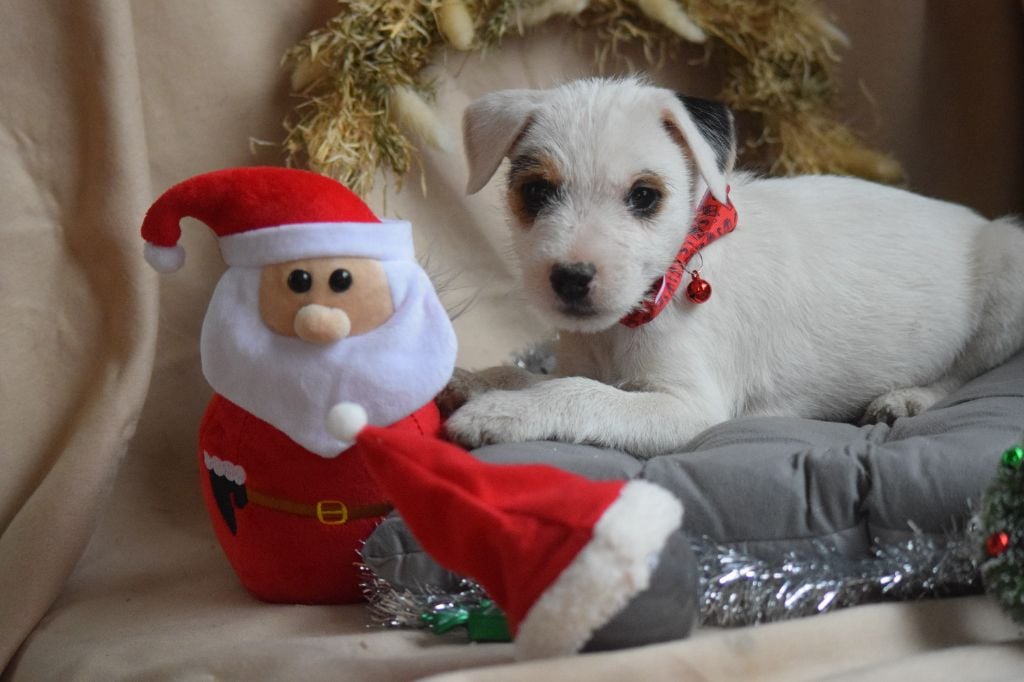 Des Lacs De L'Adour - Chiots disponibles - Parson Russell Terrier