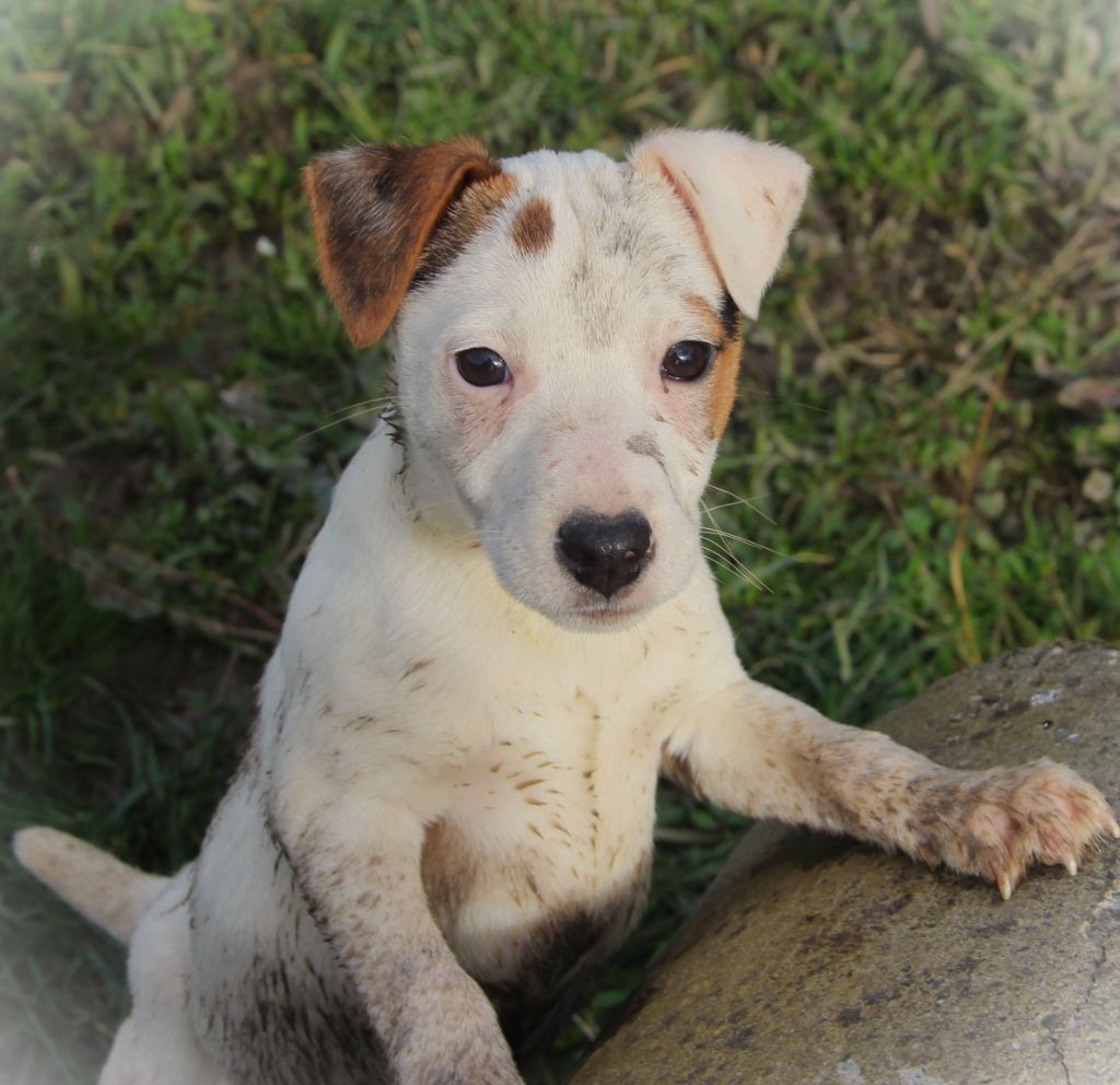 Des Lacs De L'Adour - Chiots disponibles - Parson Russell Terrier