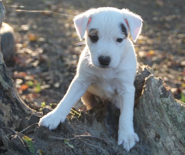 Des Lacs De L'Adour - Chiots disponibles - Parson Russell Terrier