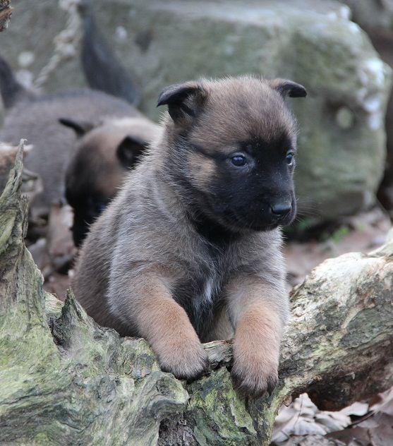 Des Lacs De L'Adour - Chiots disponibles - Berger Belge