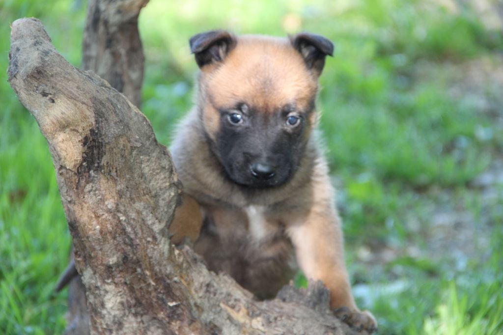 Des Lacs De L'Adour - Chiots disponibles - Berger Belge