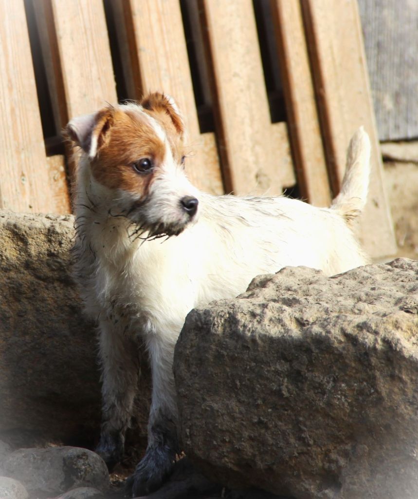 Des Lacs De L'Adour - Chiots disponibles - Parson Russell Terrier