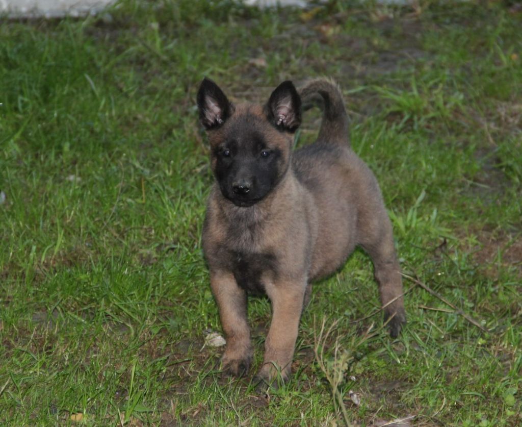 Des Lacs De L'Adour - Chiots disponibles - Berger Belge