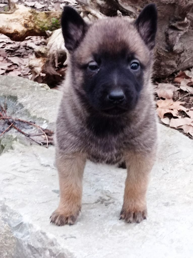 Des Lacs De L'Adour - Chiots disponibles - Berger Belge