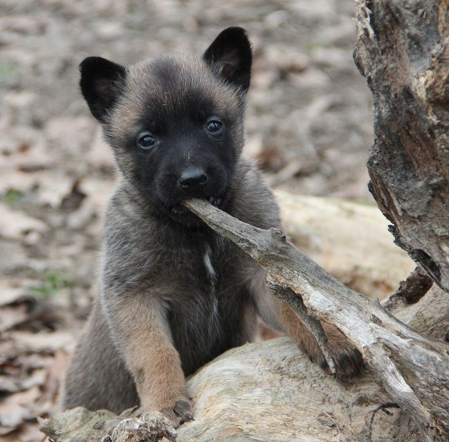 Des Lacs De L'Adour - Chiots disponibles - Berger Belge