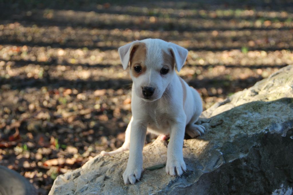 Des Lacs De L'Adour - Chiots disponibles - Parson Russell Terrier