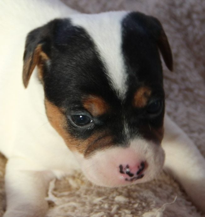 Des Lacs De L'Adour - Chiots disponibles - Parson Russell Terrier