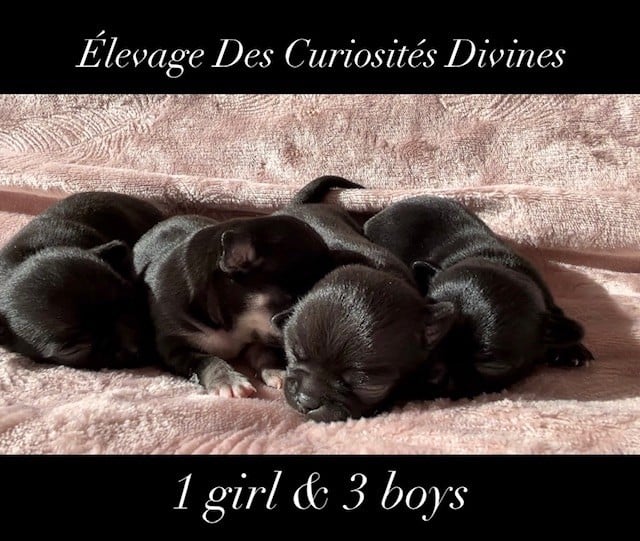 Chiot Chihuahua des Curiosites Divines