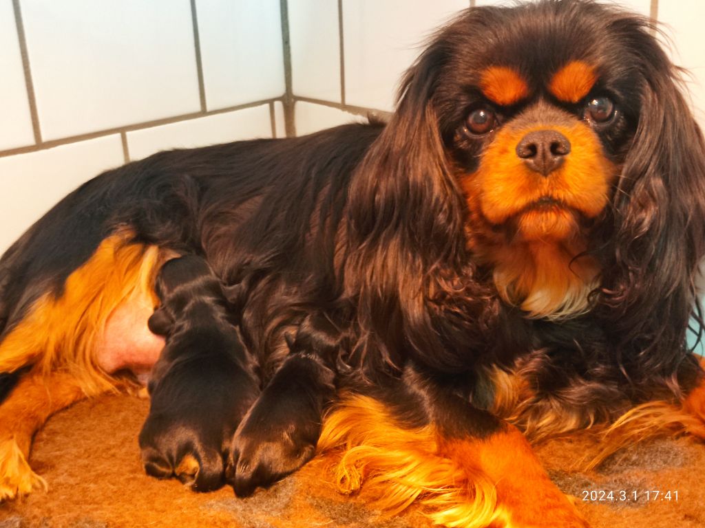 Du Royaume De France - Cavalier King Charles Spaniel - Portée née le 29/02/2024