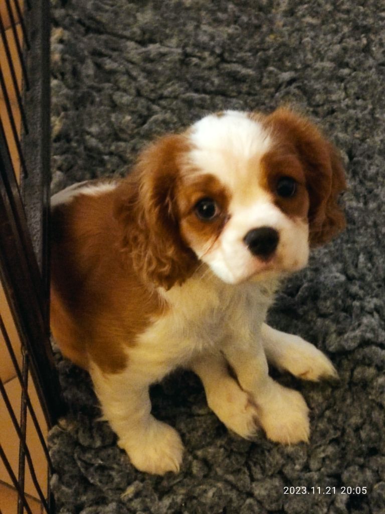 Du Royaume De France - Cavalier King Charles Spaniel - Portée née le 17/09/2023