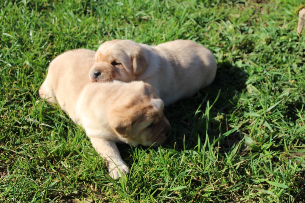 Chiot Labrador Retriever Des Vignes De La Providence