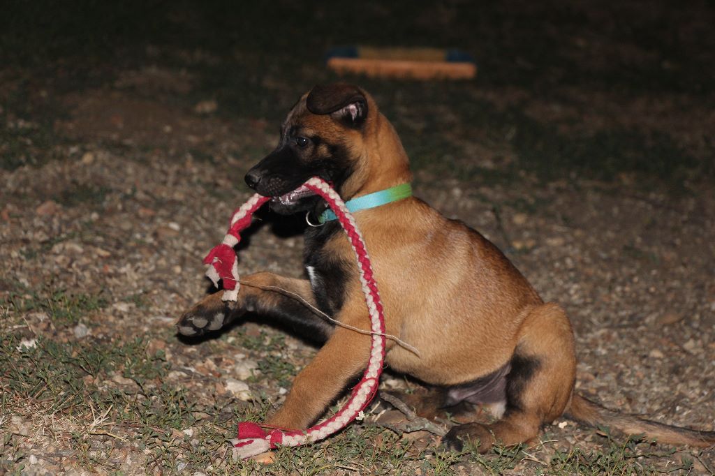 Des Collines Drômoises - Chiots disponibles - Berger Belge