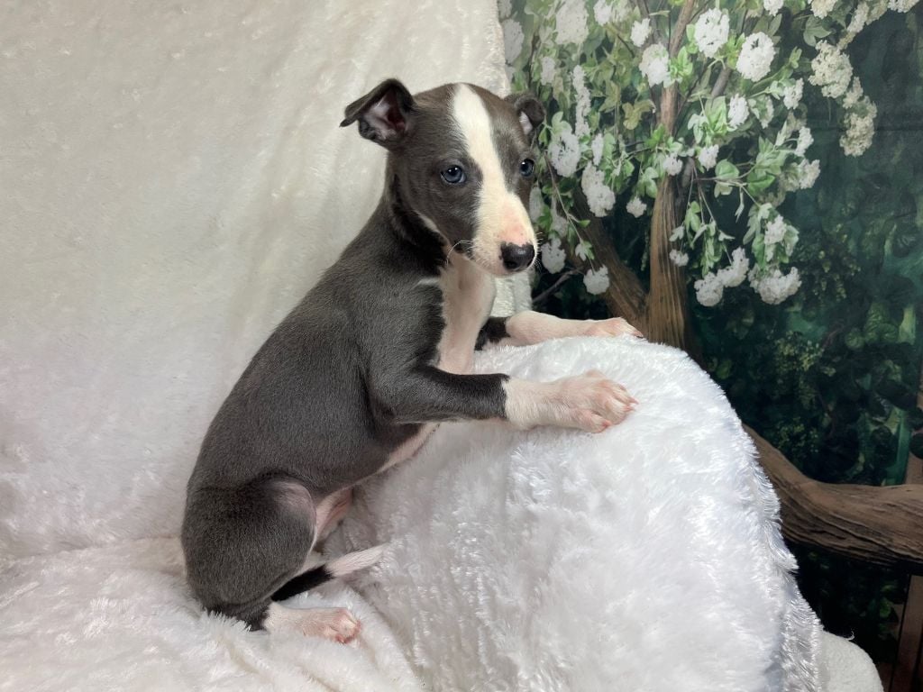 Du Frison Impérial - Chiots disponibles - Whippet