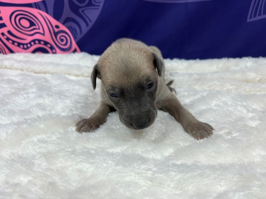 Du Frison Impérial - Chiots disponibles - Whippet