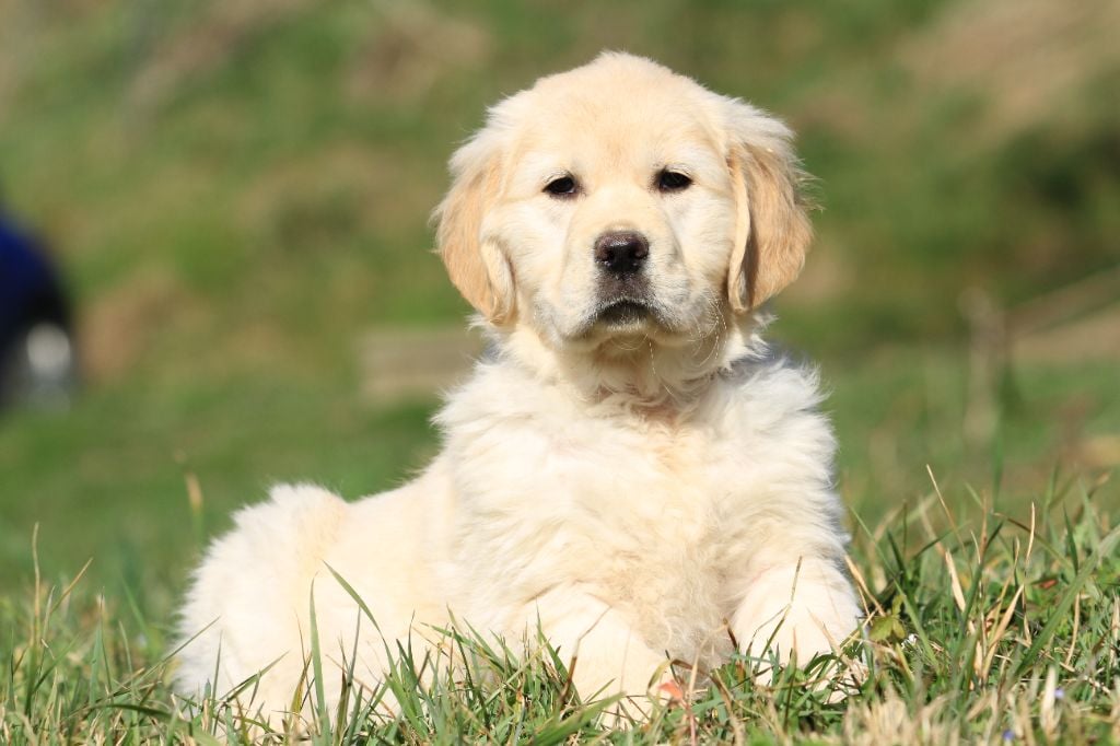 De La Tombée De La Nuit - Chiots disponibles - Golden Retriever