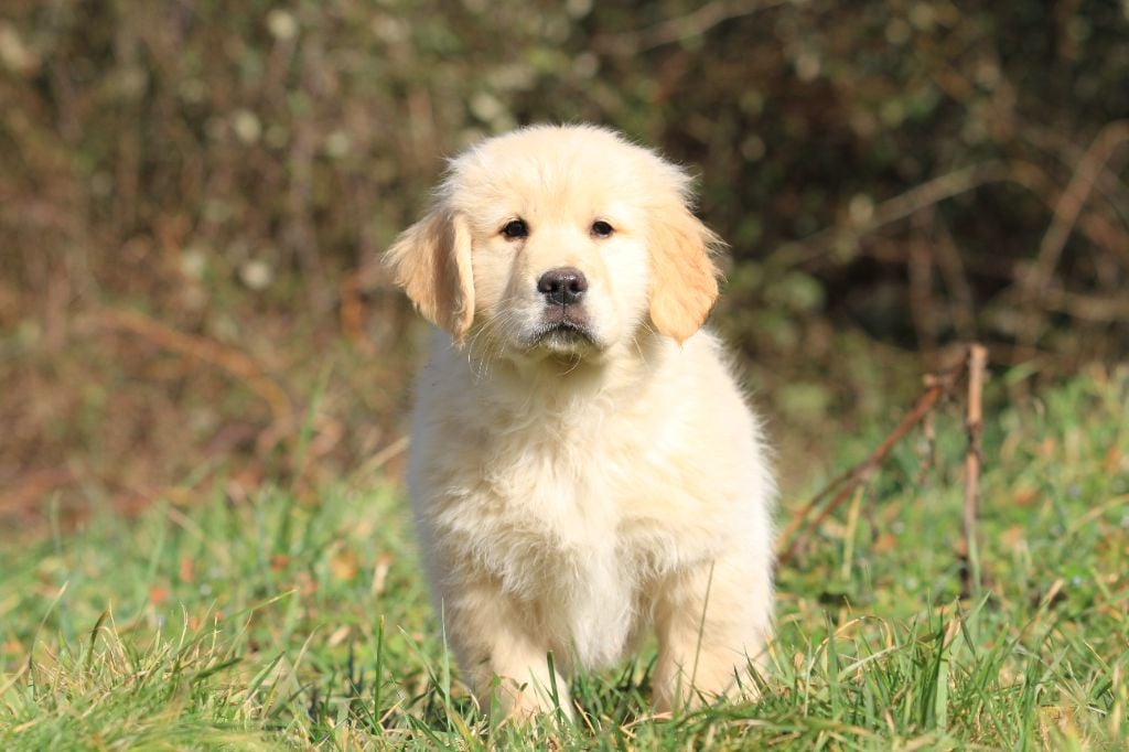 De La Tombée De La Nuit - Chiots disponibles - Golden Retriever