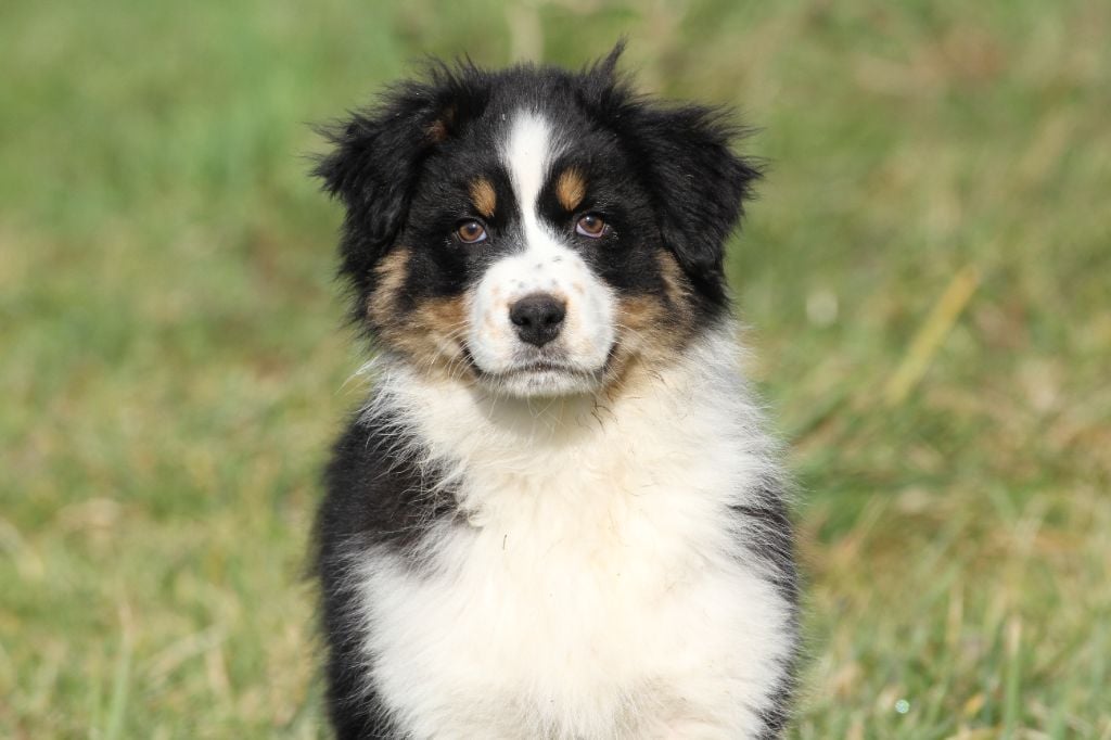 Chiot Berger Australien De La Tombée De La Nuit