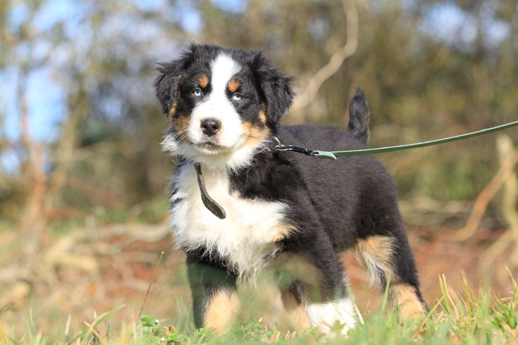 Chiot Berger Australien De La Tombée De La Nuit