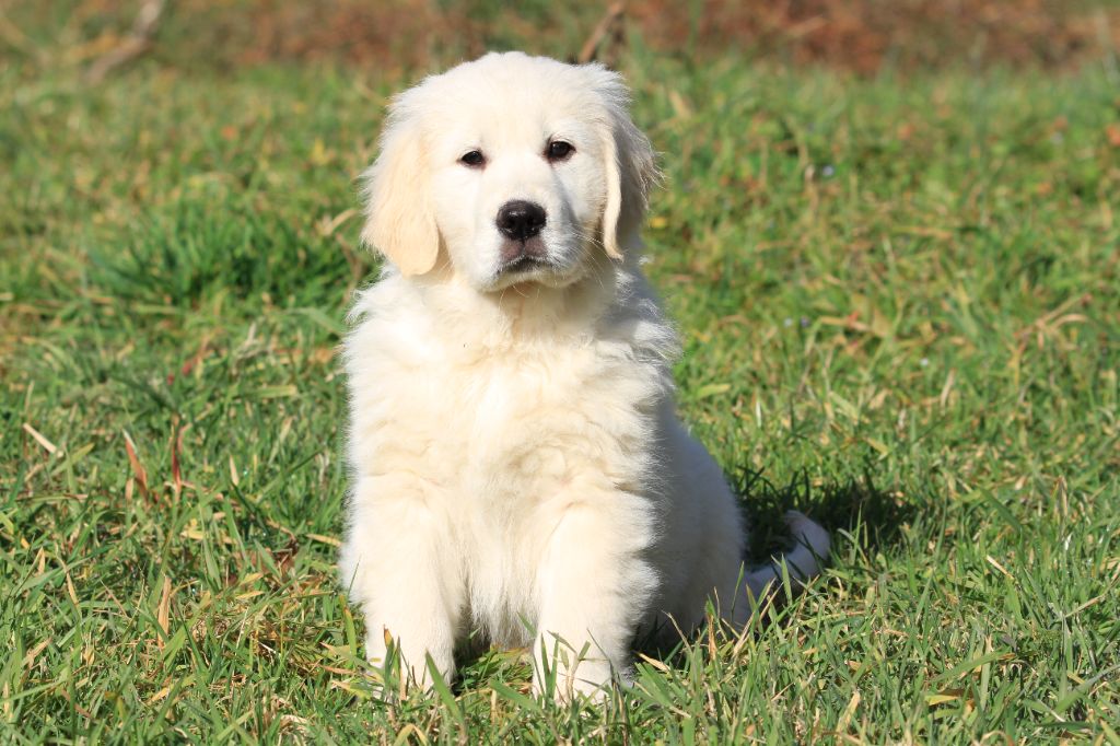 De La Tombée De La Nuit - Golden Retriever - Portée née le 28/11/2024