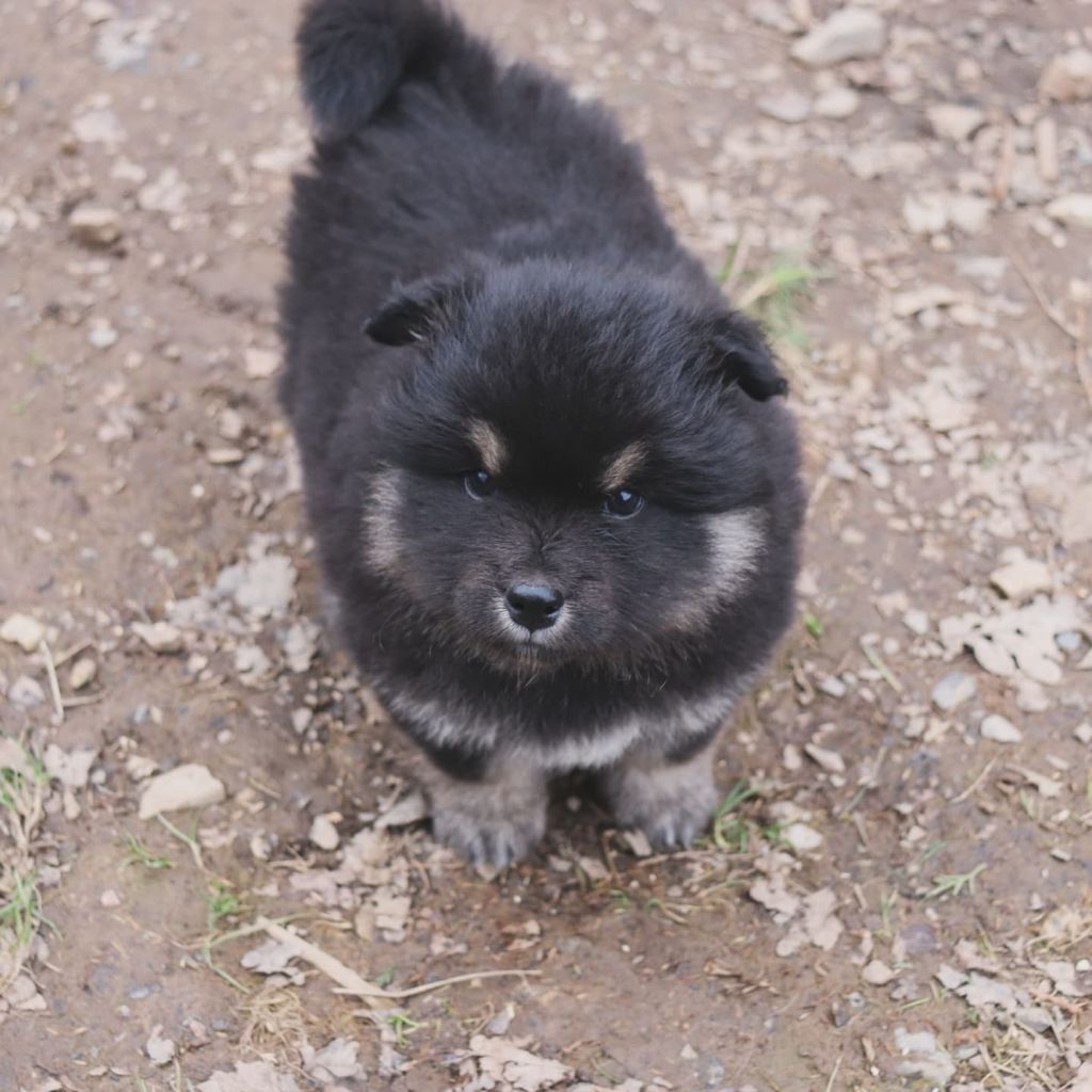 Des Secrets De Broceliande - Chiots disponibles - Chien finnois de Laponie