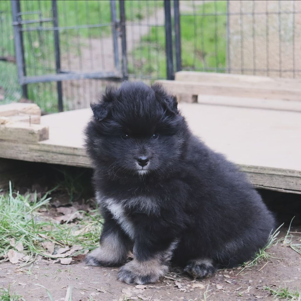 Des Secrets De Broceliande - Chiots disponibles - Chien finnois de Laponie