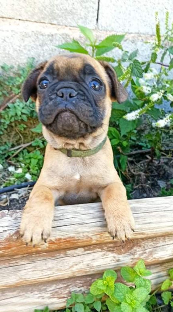 Des Héritiers De Wurtenberg - Chiots disponibles - Bouledogue français