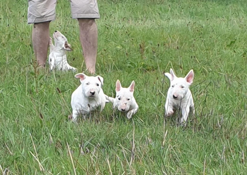 De L'Arche De Jeanne - Bull Terrier - Portée née le 28/06/2019