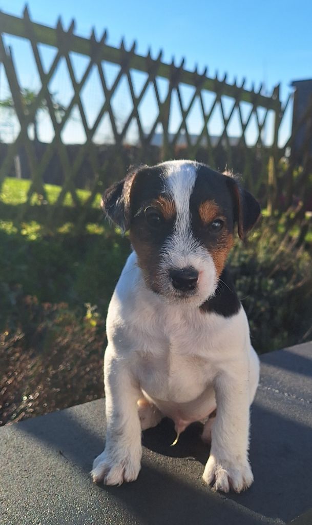 Des Arrêts De Cremont - Chiots disponibles - Parson Russell Terrier