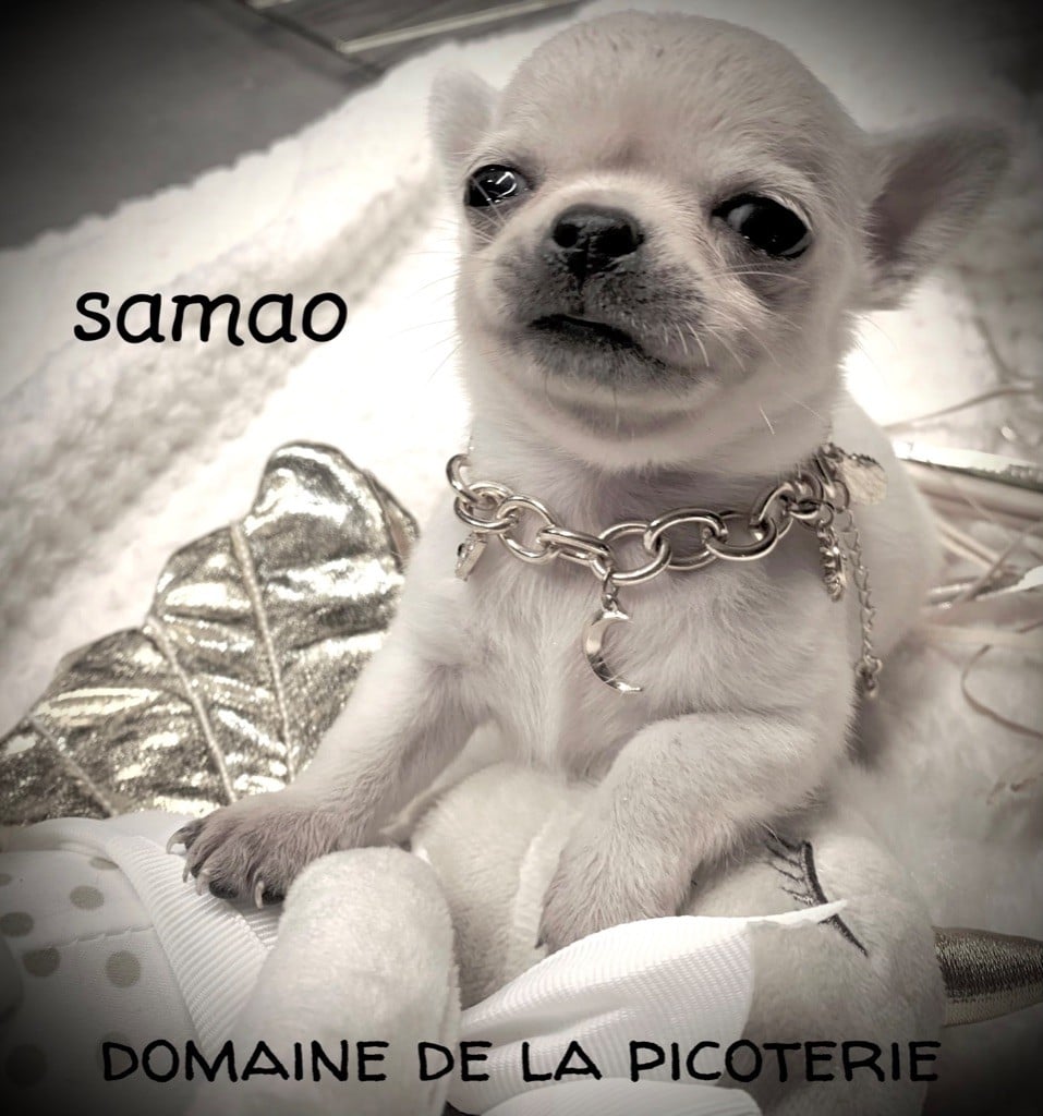 Du Domaine De La Picoterie - Chiots disponibles - Chihuahua