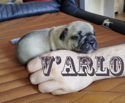 V'Arlo