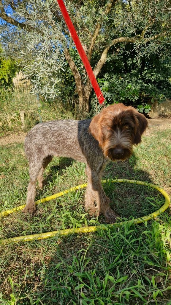 Du Mas Des Onglous - Chiots disponibles - Griffon d'arrêt à poil dur Korthals