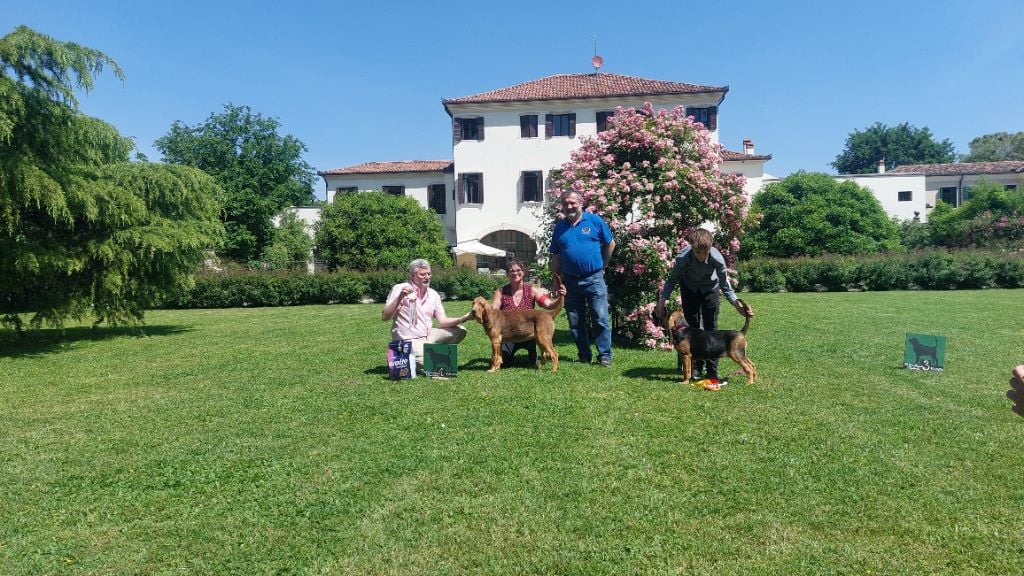 Du Massif De Sourroque - Ulina du massif de sourroque Meilleur baby nationale padova Italie 