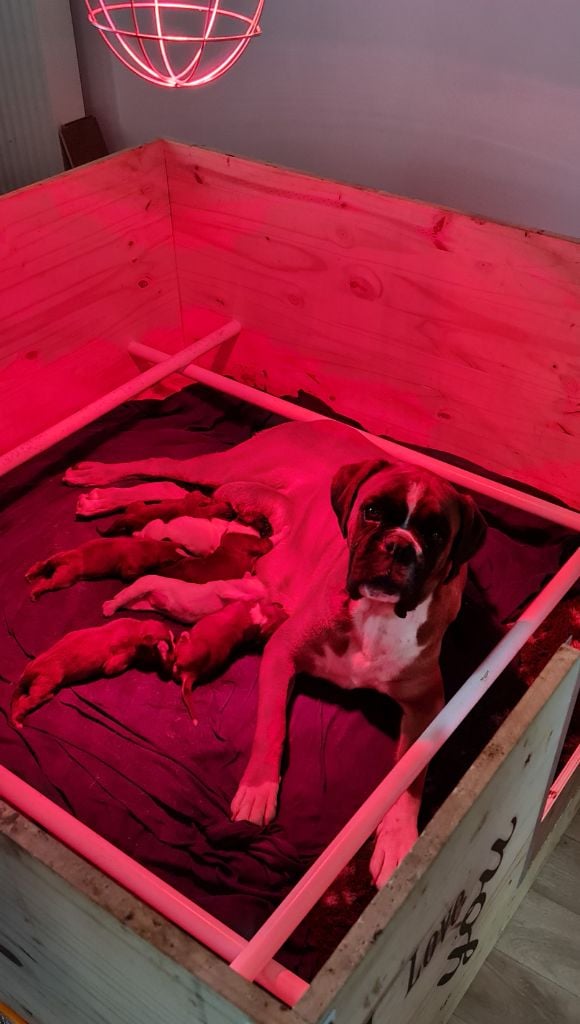 Chiot Boxer Des Joyaux Des Trois Vallees