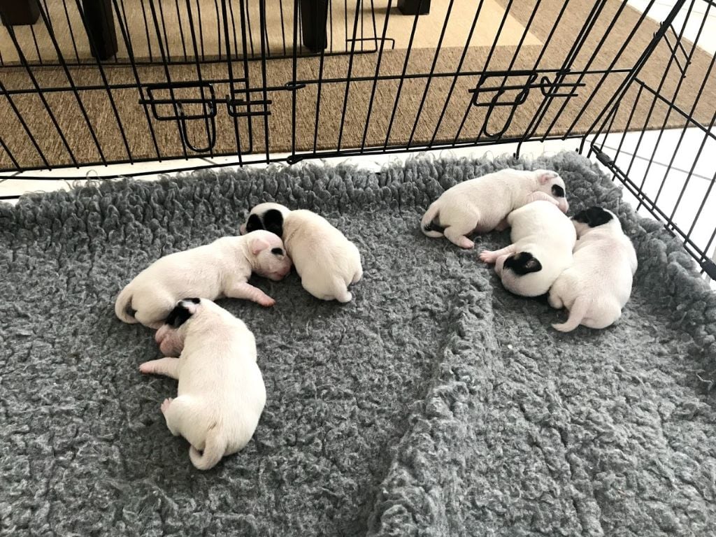 Chiot Parson Russell Terrier Des Songes D'Exodus