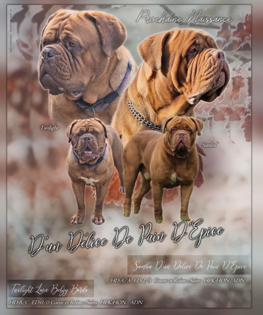 D'Un Délice De Pain D'Epice - Dogue de Bordeaux - Portée née le 19/01/2025