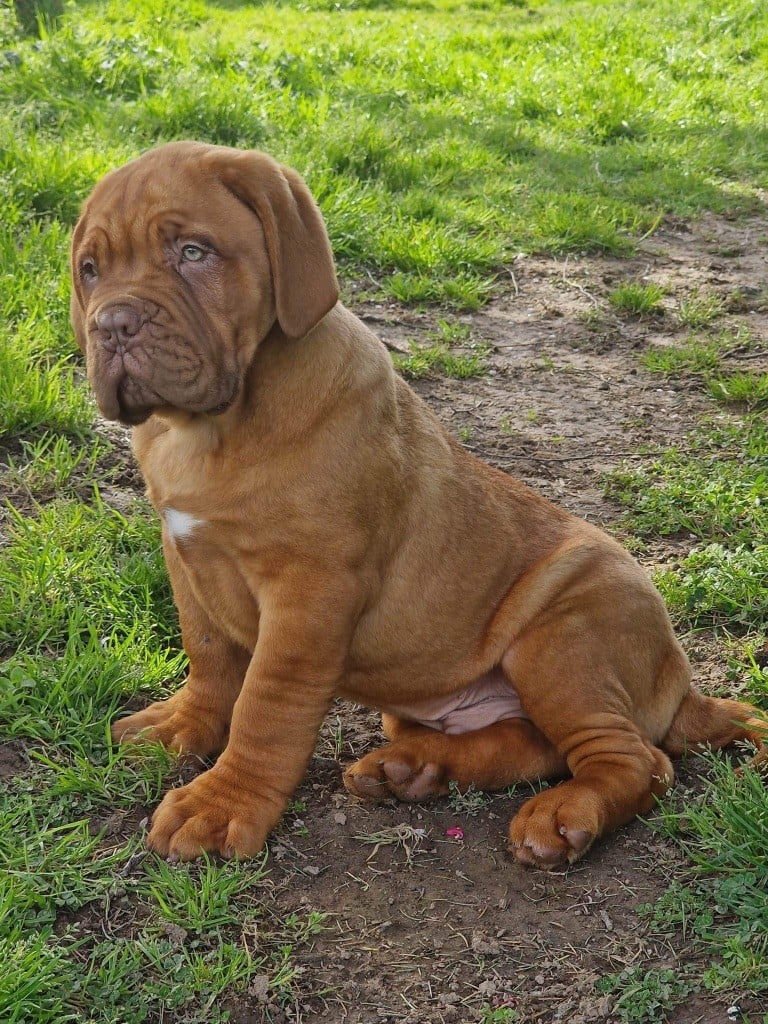 D'Un Délice De Pain D'Epice - Chiots disponibles - Dogue de Bordeaux