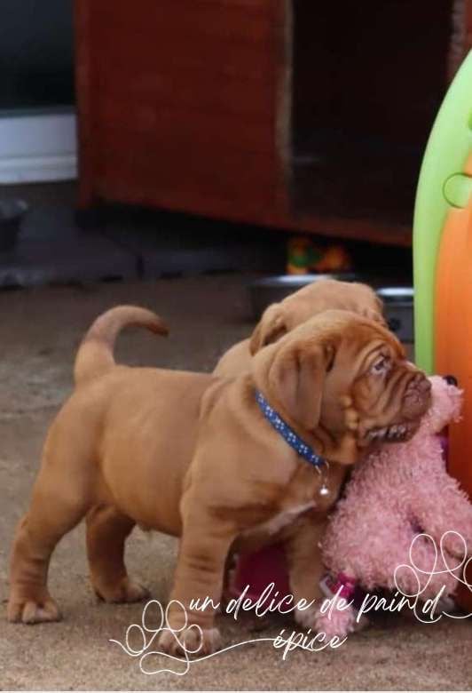 D'Un Délice De Pain D'Epice - Chiots disponibles - Dogue de Bordeaux