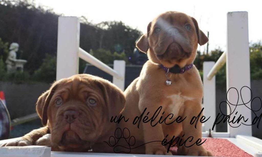 D'Un Délice De Pain D'Epice - Chiots disponibles - Dogue de Bordeaux