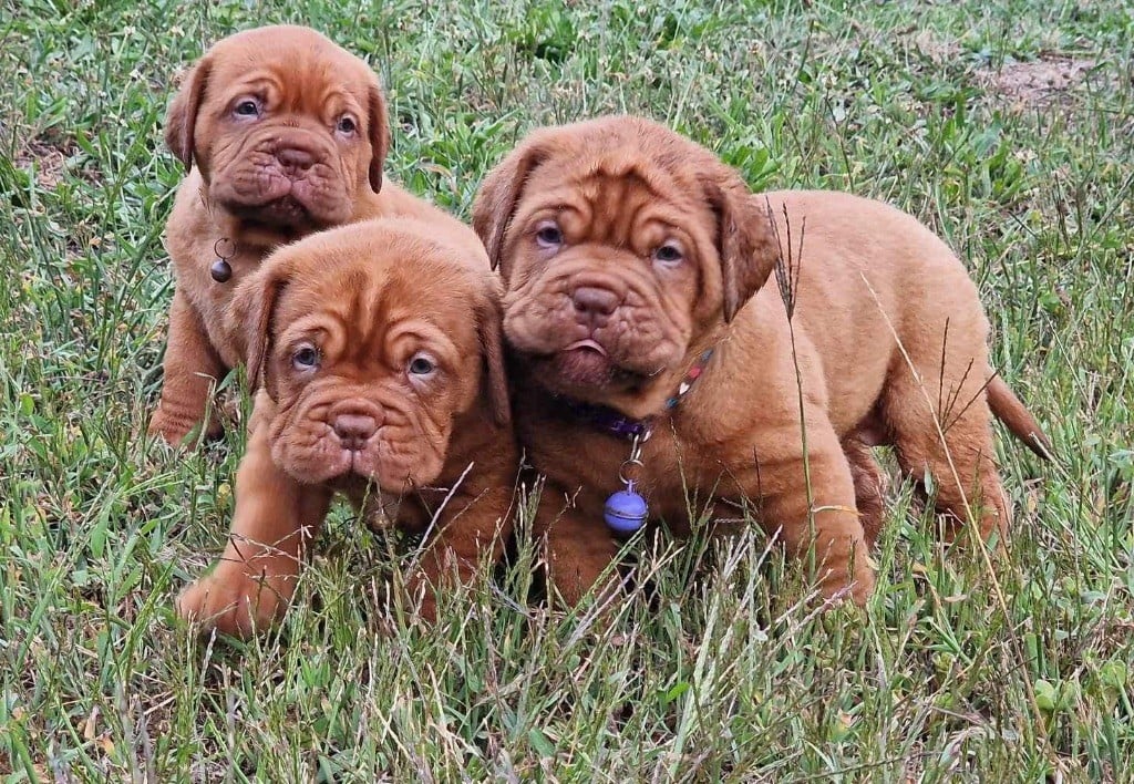 Chiot Dogue de Bordeaux D'Un Délice De Pain D'Epice