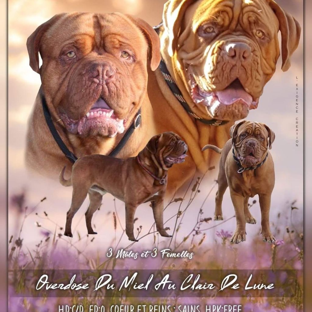 D'Un Délice De Pain D'Epice - Dogue de Bordeaux - Portée née le 11/09/2020