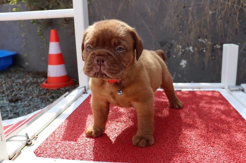 D'Un Délice De Pain D'Epice - Chiots disponibles - Dogue de Bordeaux