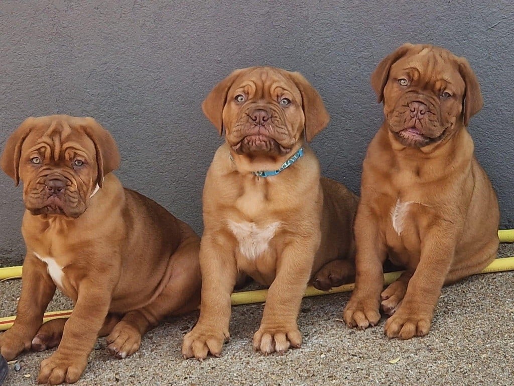 Chiot Dogue de Bordeaux D'Un Délice De Pain D'Epice