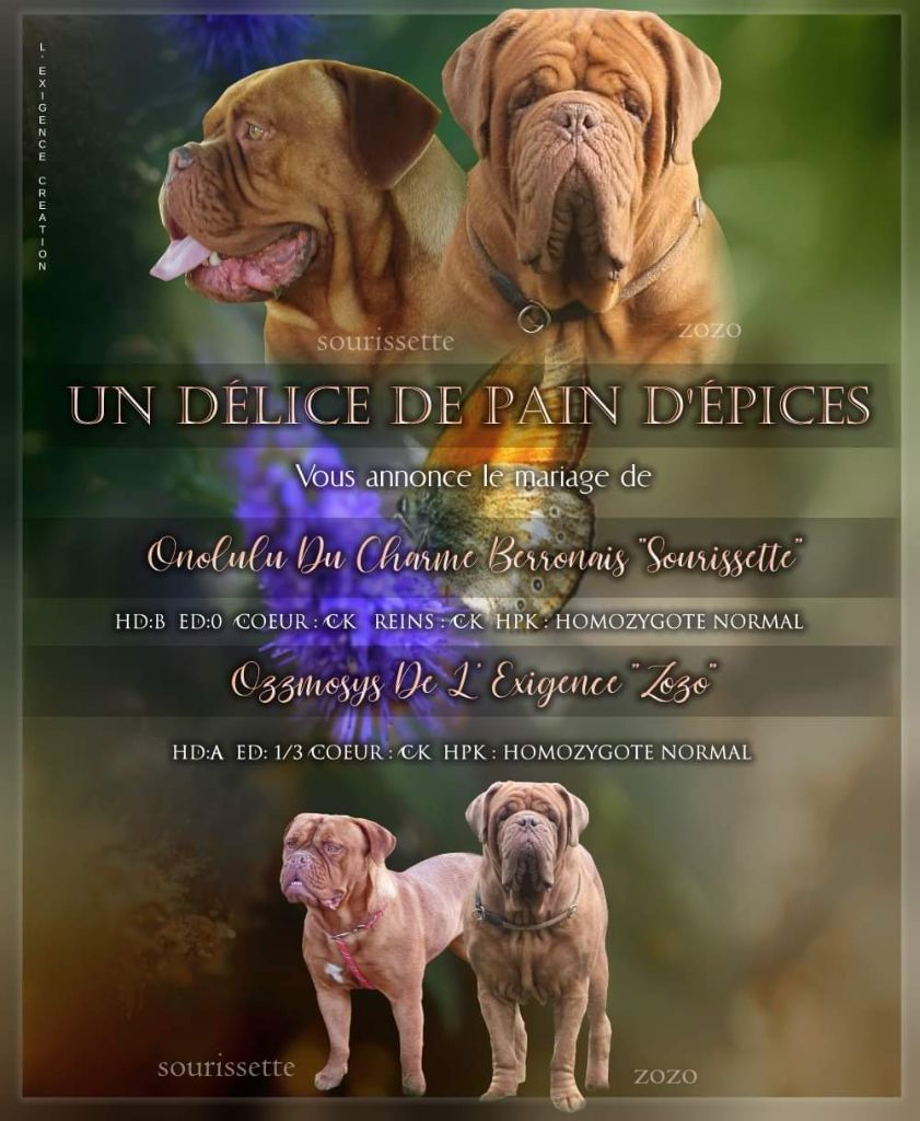 D'Un Délice De Pain D'Epice - Dogue de Bordeaux - Portée née le 17/08/2020