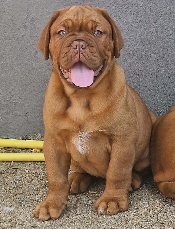 D'Un Délice De Pain D'Epice - Chiots disponibles - Dogue de Bordeaux