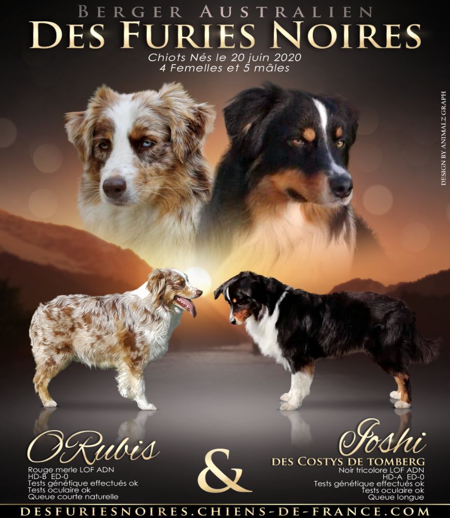 Des Furies Noires - Berger Australien - Portée née le 20/06/2020